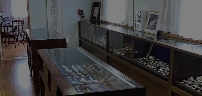 貝の展示室